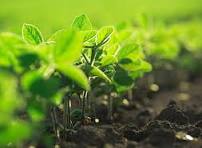 Green Growth