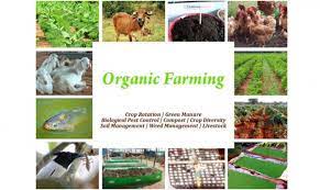 Sustainable Practices